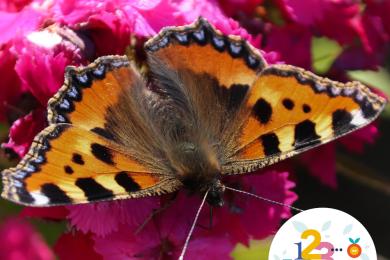 Des fleurs, des pollisateurs et des légumes ! ©  Pixabay