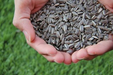 sunflower-seed-1213766_960_720 © Pixabay (libre de droit)