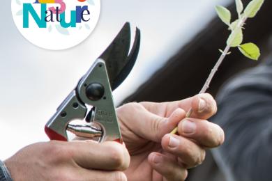 Taille d'un jeune verger ©  S. Coulon pour PMA